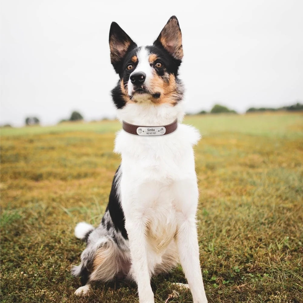 Personalised Dog Collar - Name Engraved PU Leather, Anti-Lost